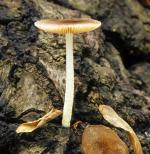 Bolbitius aleuriatus - fungi species list A Z